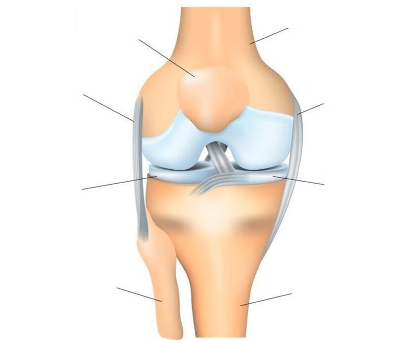 estrutura da articulação do joelho